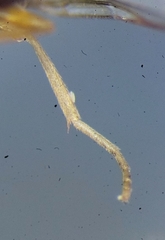 Psila