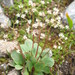 Idaho Saxifrage - Photo (c) mhays, some rights reserved (CC BY-NC), uploaded by mhays