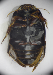 Agabus bipustulatus