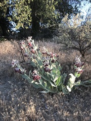 Asclepias californica californica