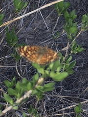 Phyciodes graphica