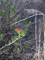 Phyciodes graphica