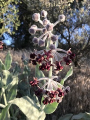 Asclepias californica californica