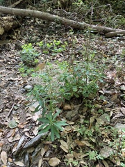 Euphorbia semiperfoliata
