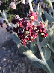 Asclepias californica californica