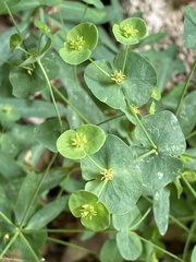 Euphorbia semiperfoliata
