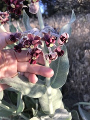 Asclepias californica californica