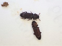 Pycnomerus depressiusculus