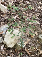 Euphorbia semiperfoliata