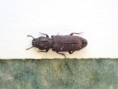 Pycnomerus depressiusculus