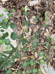 Euphorbia semiperfoliata