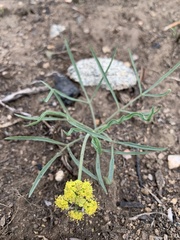 Lomatium triternatum platycarpum