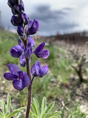 Lupinus prunophilus