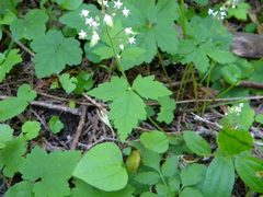 Tiarella trifoliata trifoliata
