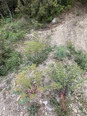 Euphorbia semiperfoliata