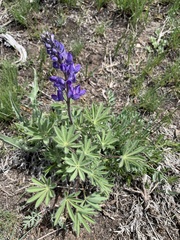 Lupinus prunophilus