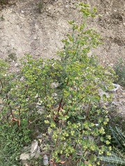 Euphorbia semiperfoliata