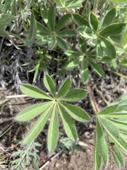 Lupinus prunophilus