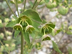 Euphorbia semiperfoliata