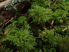 Mniodendron colensoi