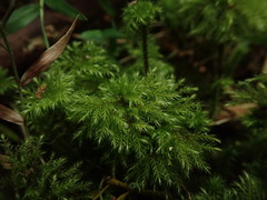 Mniodendron colensoi