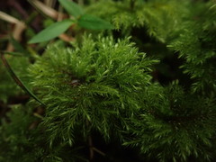 Mniodendron colensoi