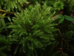 Mniodendron colensoi