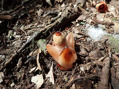 Mitrastemon yamamotoi