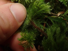 Mniodendron colensoi