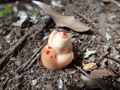 Mitrastemon yamamotoi