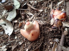 Mitrastemon yamamotoi