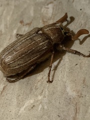 Polyphylla