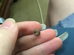 Eurytrochus strangei