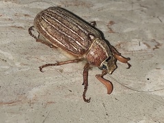 Polyphylla
