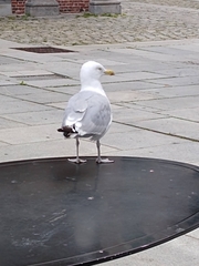 Larus argentatus