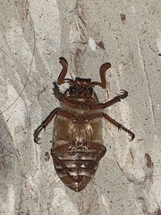 Polyphylla