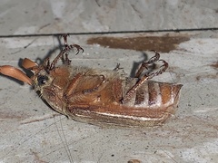 Polyphylla