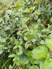 Citharexylum ilicifolium