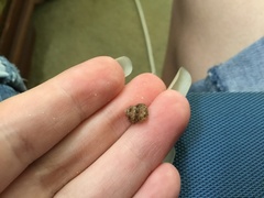 Eurytrochus strangei