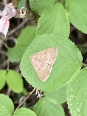 Zanclognatha subgriselda