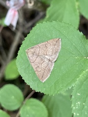 Zanclognatha subgriselda