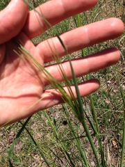 Hesperostipa spartea