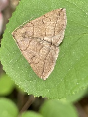 Zanclognatha subgriselda