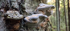 Fungi