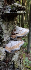 Fungi