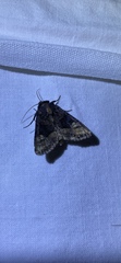Euplexia benesimilis