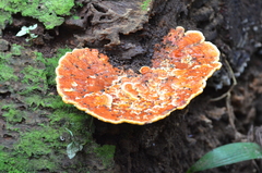 Rigidoporus
