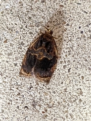 Archips infumatana