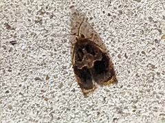 Archips infumatana