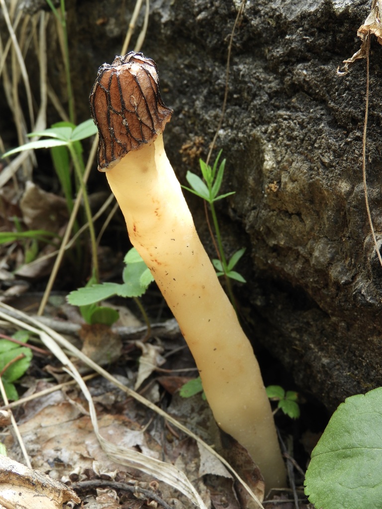 wrinkled thimble morel from Division No. 17, AB, Canada on June 2, 2021